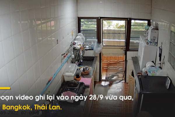 Cặp thằn lằn khổng lồ phá cửa nhà dân tìm kiếm đồ ăn