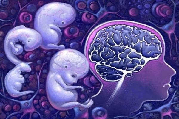 Những kiểm tra hữu ích giúp mẹ biết được não bộ của thai nhi có phát triển bình thường hay không-1