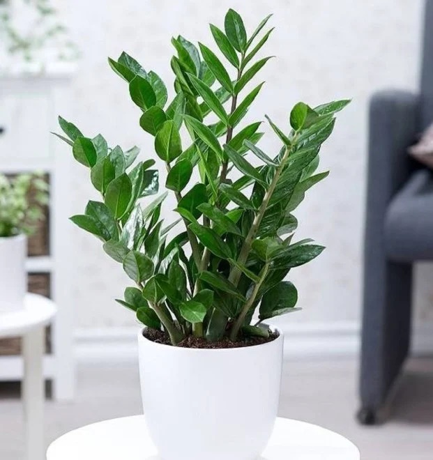 Trồng kim tiền nhớ làm việc này, cây nhanh đâm chồi nảy lộc, lá quanh năm xanh mướt-3