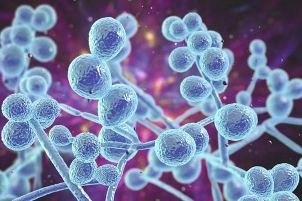 Phát hiện mới: Nấm phát triển ngay bên trong các khối u ung thư-1