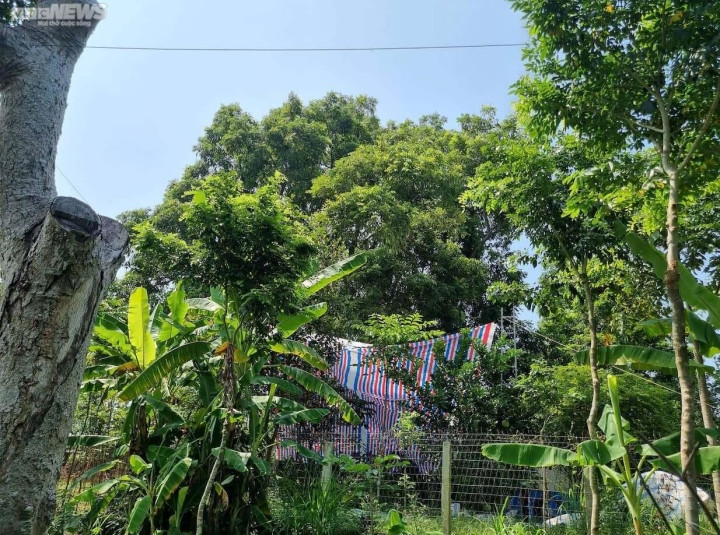 Trèo lên ngọn cây thu hoạch vàng đen, nông dân bỏ túi hàng trăm triệu đồng-1