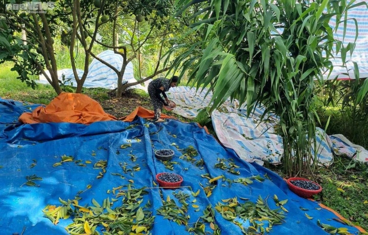 Trèo lên ngọn cây thu hoạch vàng đen, nông dân bỏ túi hàng trăm triệu đồng-10