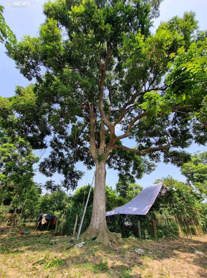 Trèo lên ngọn cây thu hoạch vàng đen, nông dân bỏ túi hàng trăm triệu đồng-3