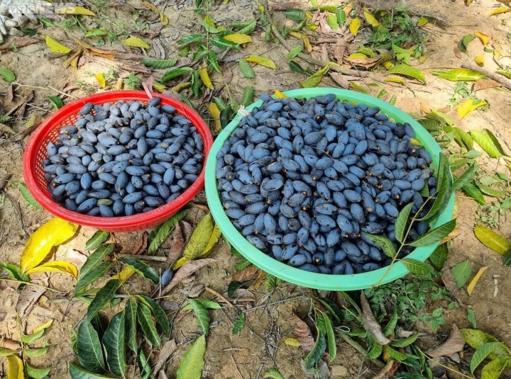 Trèo lên ngọn cây thu hoạch vàng đen, nông dân bỏ túi hàng trăm triệu đồng-4