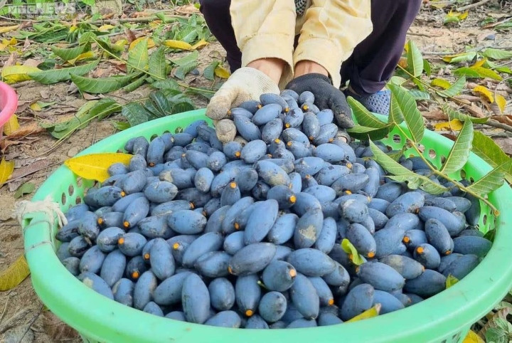 Trèo lên ngọn cây thu hoạch vàng đen, nông dân bỏ túi hàng trăm triệu đồng-6