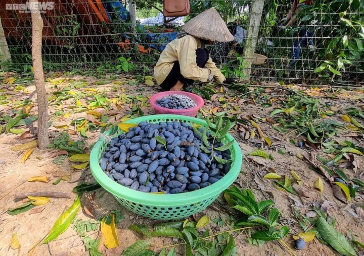 Trèo lên ngọn cây thu hoạch vàng đen, nông dân bỏ túi hàng trăm triệu đồng-7