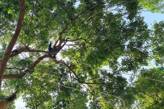 Trèo lên ngọn cây thu hoạch 'vàng đen', nông dân bỏ túi hàng trăm triệu đồng