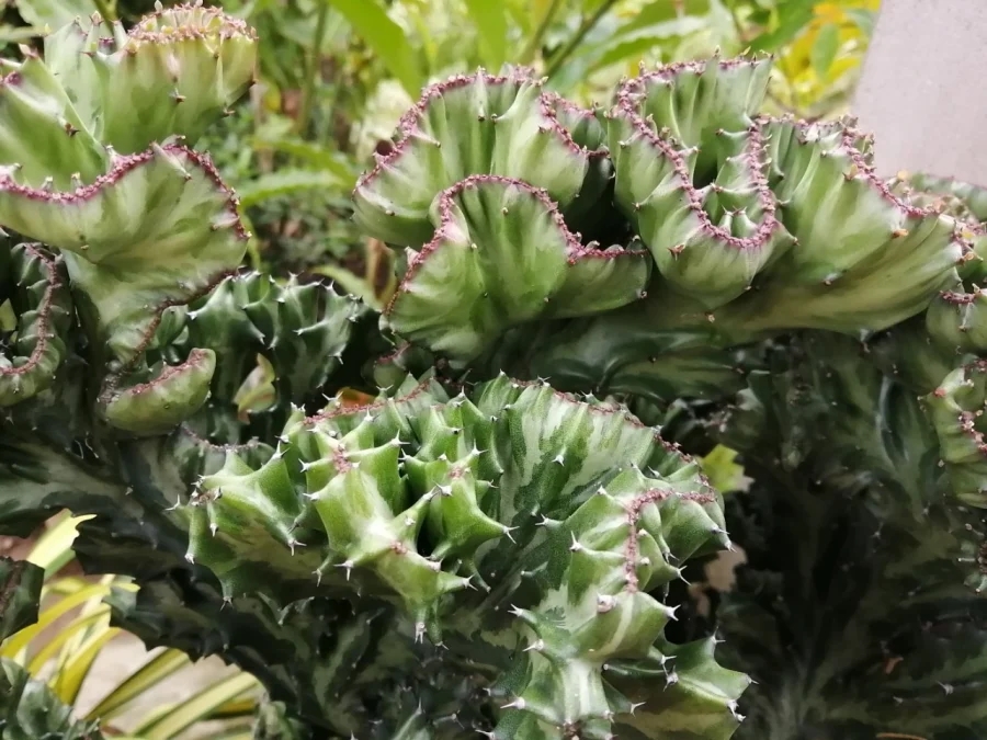 Cây cảnh vẻ ngoài xấu xí nhưng nhà giàu xem như báu vật: Hút tiền tài, gia chủ giàu có,hưng thịnh ngàn đời-1