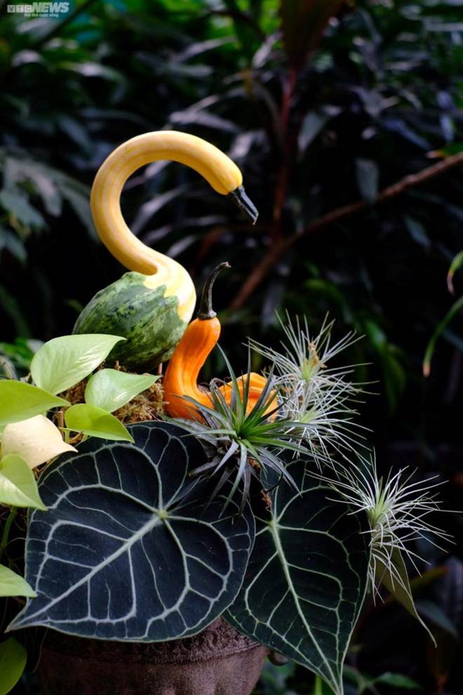 Đua nhau săn lùng bí ngô tí hon đột biến chơi Halloween-3