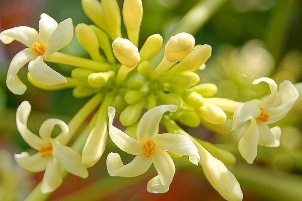 Hoa đu đủ đực ngâm cùng thứ này sẽ thành thuốc quý như vàng-2