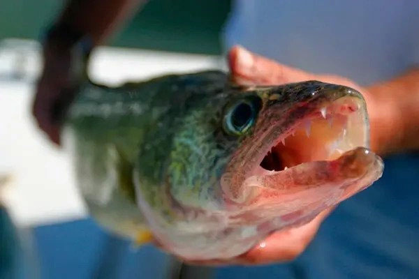 Bê bối nhồi bi sắt trong cuộc thi câu cá ở Mỹ-1