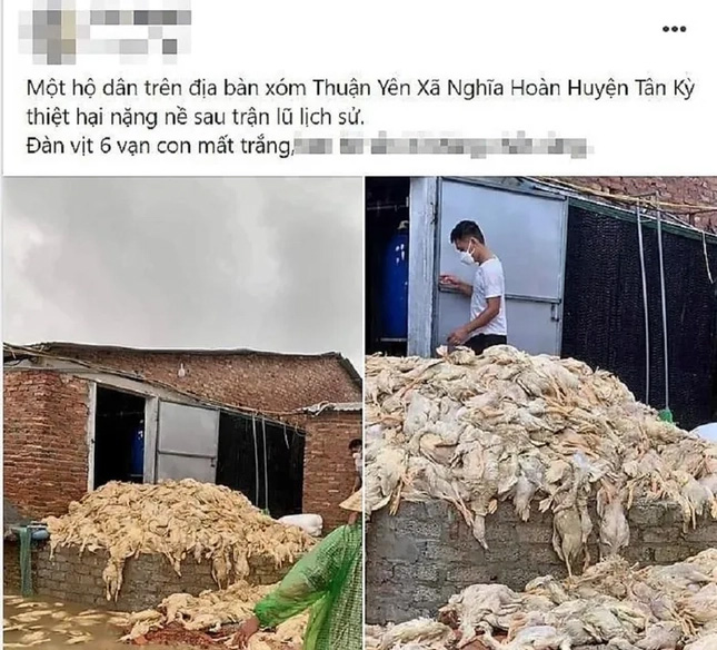 Thông tin đàn vịt 6 vạn con mất trắng do mưa lũ ở Nghệ An là không chính xác-1