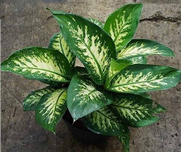 Trong nhà trồng 4 loại cây này, con cháu làm ăn thuận lợi, phú quý bình an-1