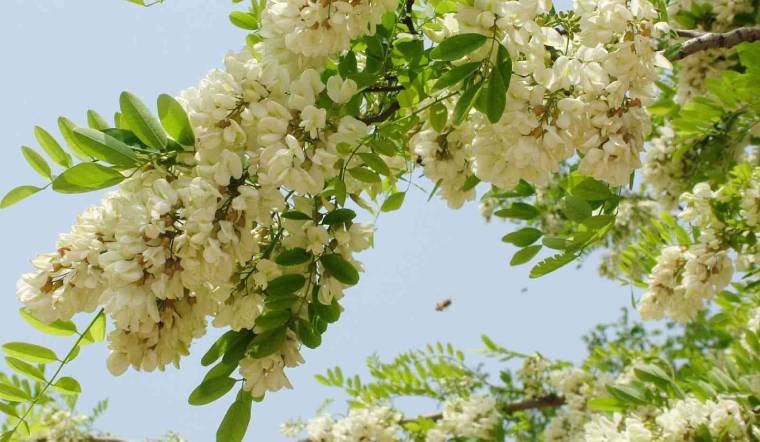 Trong nhà trồng 4 loại cây này, con cháu làm ăn thuận lợi, phú quý bình an-2