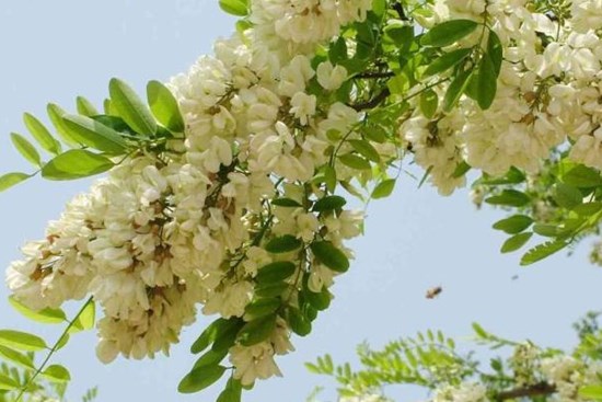 Trong nhà trồng 4 loại cây này, con cháu làm ăn thuận lợi, phú quý bình an
