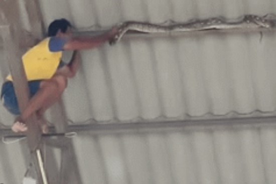 Clip: Thót tim cảnh thanh niên trèo lên mái nhà bắt con trăn dài 3m