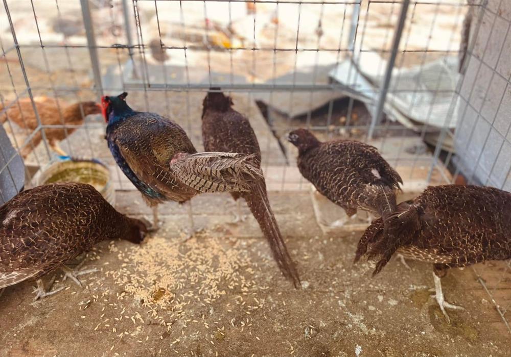 Thú vị ngắm đàn gia súc, gia cầm trong nông trại nghìn m2 ở Thủ Đức của nữ ca sĩ Mỹ nhân ngư-2