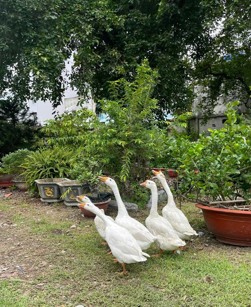 Thú vị ngắm đàn gia súc, gia cầm trong nông trại nghìn m2 ở Thủ Đức của nữ ca sĩ Mỹ nhân ngư-5