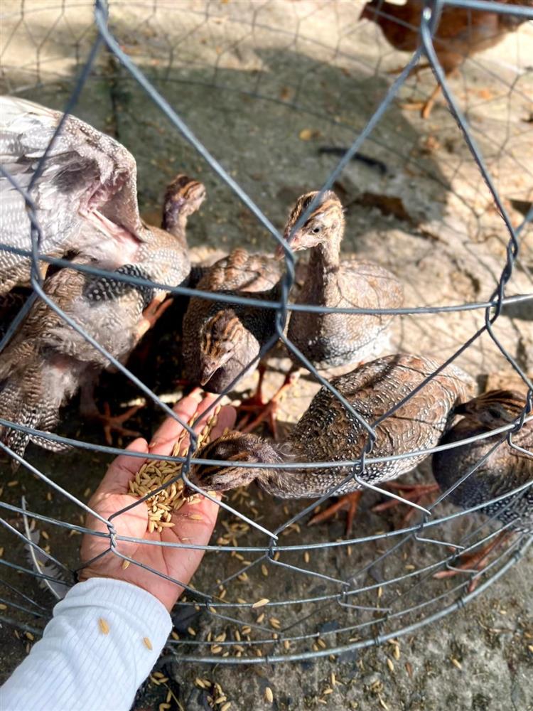 Thú vị ngắm đàn gia súc, gia cầm trong nông trại nghìn m2 ở Thủ Đức của nữ ca sĩ Mỹ nhân ngư-6