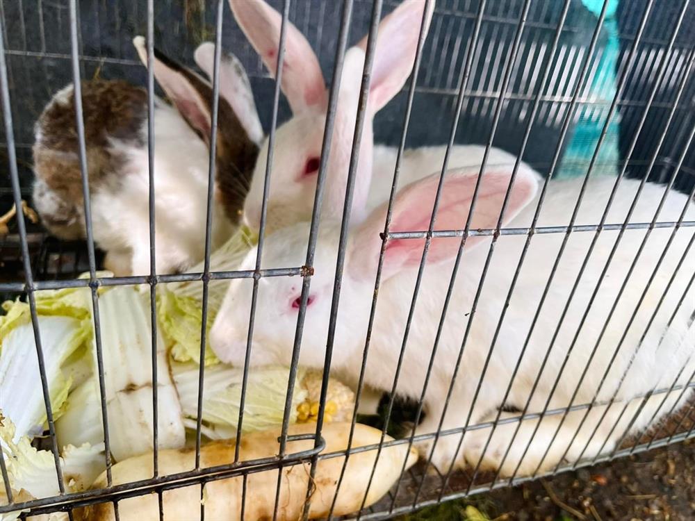 Thú vị ngắm đàn gia súc, gia cầm trong nông trại nghìn m2 ở Thủ Đức của nữ ca sĩ Mỹ nhân ngư-7