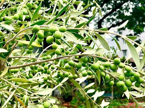 Thú vị ngắm đàn gia súc, gia cầm trong nông trại nghìn m2 ở Thủ Đức của nữ ca sĩ Mỹ nhân ngư-16