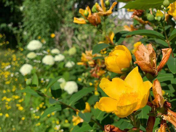 Thú vị ngắm đàn gia súc, gia cầm trong nông trại nghìn m2 ở Thủ Đức của nữ ca sĩ Mỹ nhân ngư-24