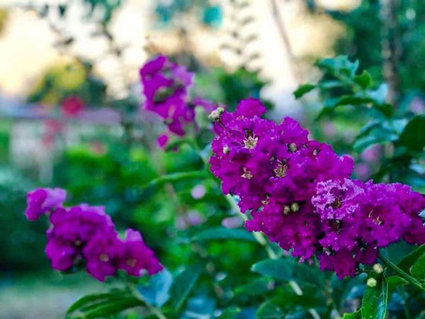 Thú vị ngắm đàn gia súc, gia cầm trong nông trại nghìn m2 ở Thủ Đức của nữ ca sĩ Mỹ nhân ngư-28