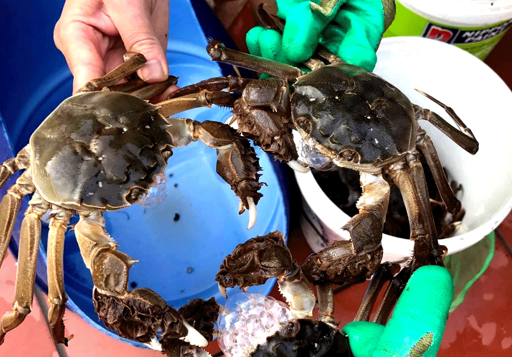 Gió heo may ùa về, cua da đặc sản giá đắt khét vẫn được săn mua-2
