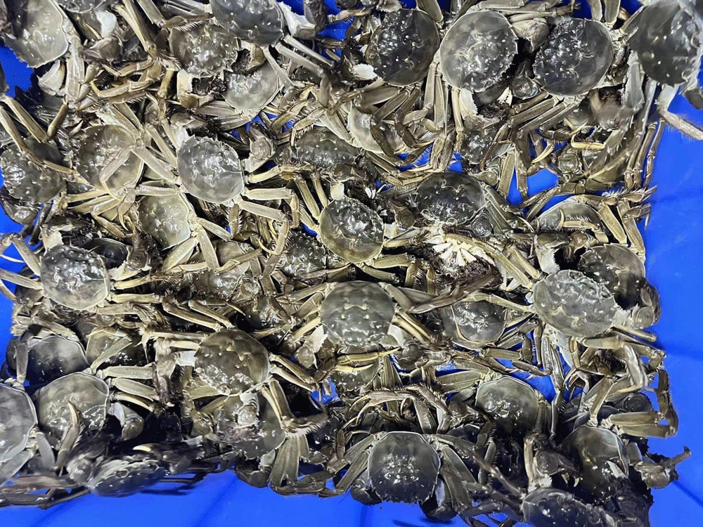 Gió heo may ùa về, cua da đặc sản giá đắt khét vẫn được săn mua-3