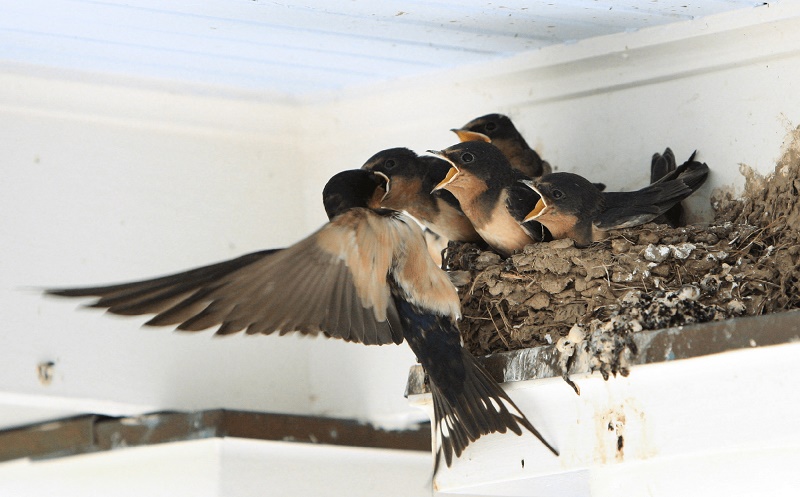 Nhà cũ hay mới không quan trọng: Có 8 dấu hiệu này là đại lộc, hợp vía gia chủ, càng ở càng phú quý-1