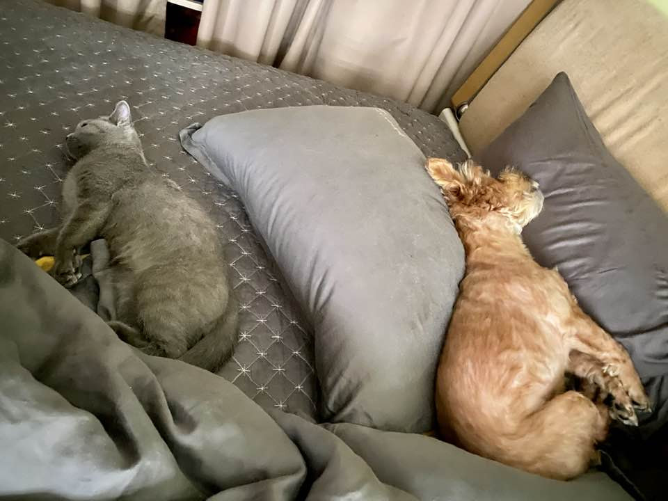 Cuộc sống đơn thân không hề cô đơn của MC Thảo Vân-11