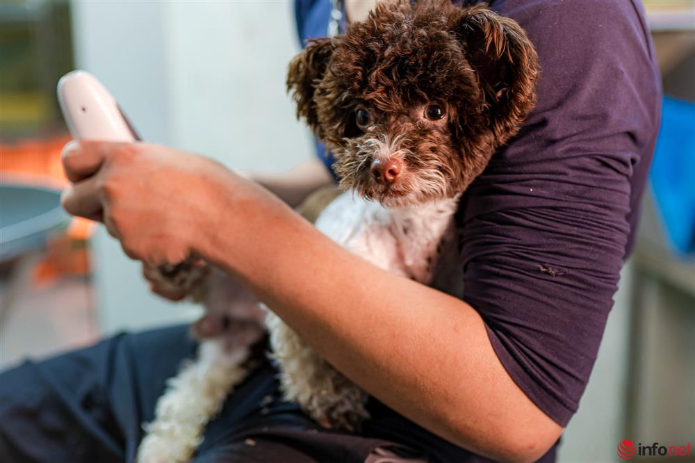 Chàng trai nuôi chó Poodle nổi tiếng Hà thành thu nhập hàng trăm triệu mỗi tháng-10