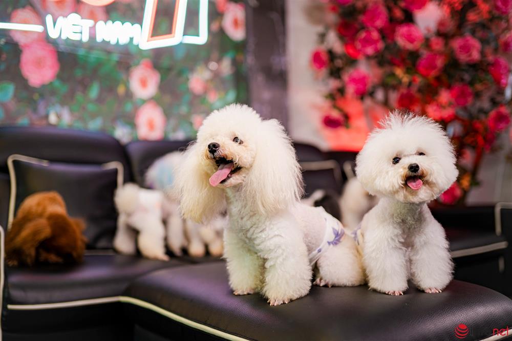Chàng trai nuôi chó Poodle nổi tiếng Hà thành thu nhập hàng trăm triệu mỗi tháng-2