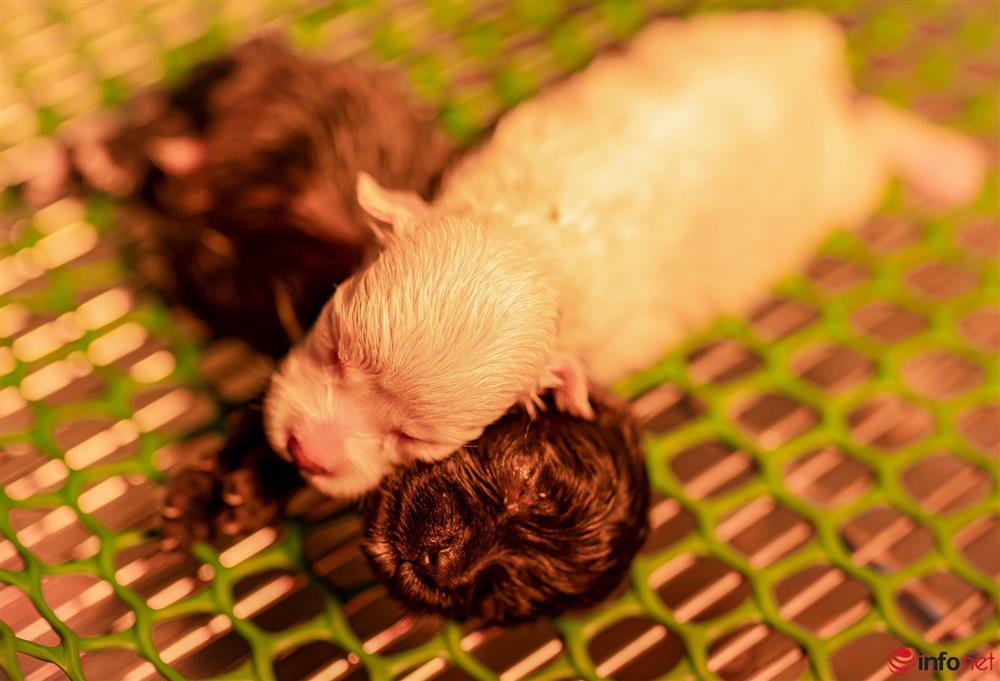 Chàng trai nuôi chó Poodle nổi tiếng Hà thành thu nhập hàng trăm triệu mỗi tháng-5