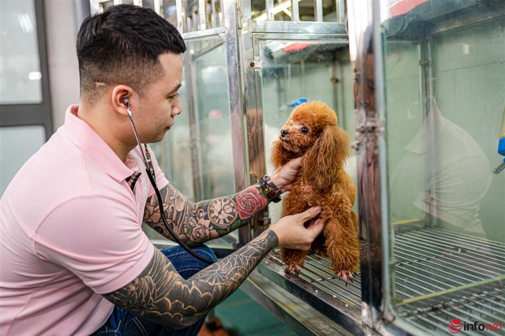 Chàng trai nuôi chó Poodle nổi tiếng Hà thành thu nhập hàng trăm triệu mỗi tháng-6