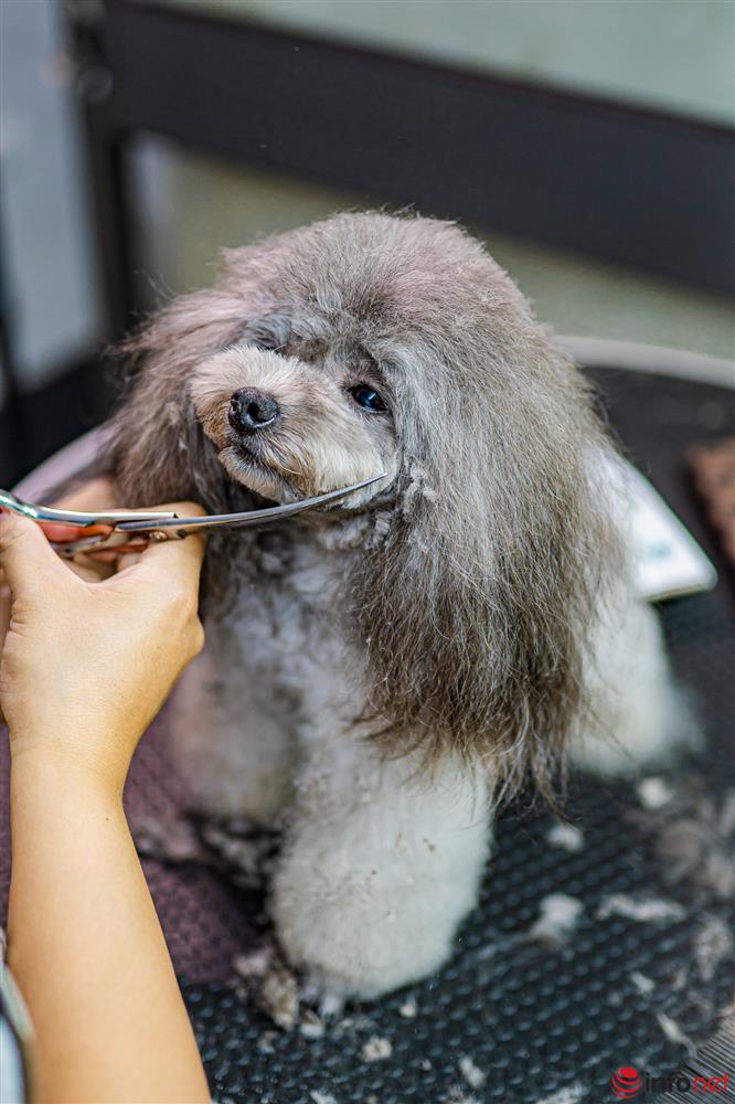 Chàng trai nuôi chó Poodle nổi tiếng Hà thành thu nhập hàng trăm triệu mỗi tháng-7