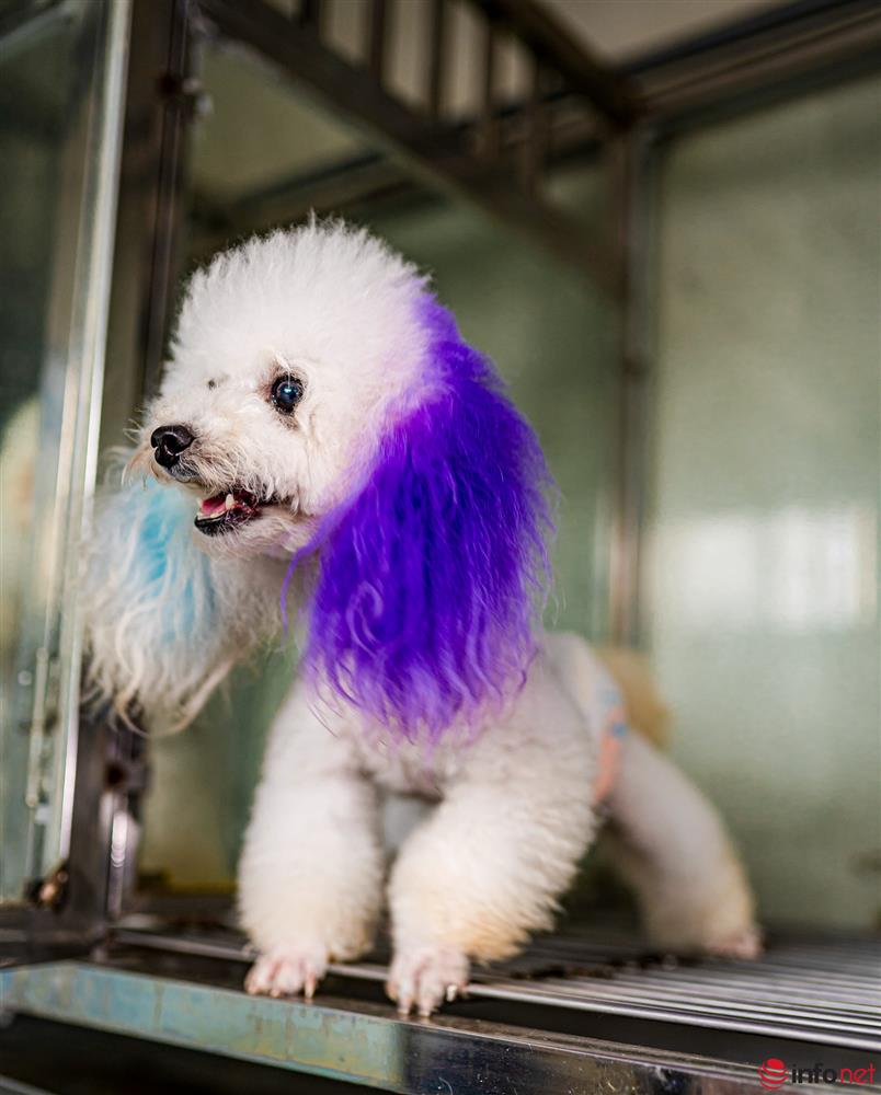 Chàng trai nuôi chó Poodle nổi tiếng Hà thành thu nhập hàng trăm triệu mỗi tháng-8