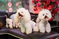Chàng trai nuôi chó Poodle nổi tiếng Hà thành thu nhập hàng trăm triệu mỗi tháng