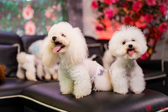Chàng trai nuôi chó Poodle nổi tiếng Hà thành thu nhập hàng trăm triệu mỗi tháng