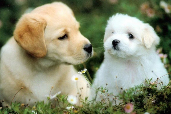 Ngọc Hoàng chấm sổ: 4 tuổi là con cưng của Thần Tài, tháng 11 phú quý tự tìm đến cửa, cực giàu-5