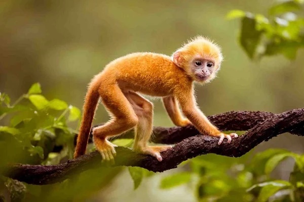 Nửa cuối tháng 9 âm lịch, 3 con giáp có con đường làm giàu rộng mở, tiền tiêu không hết-2