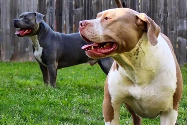 Hai đứa trẻ ở Mỹ bị chó pitbull của gia đình tấn công đến chết-1