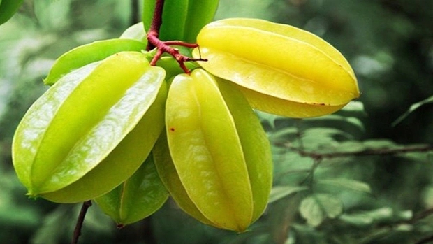 Bác sĩ cảnh báo loại quả hại thận bậc nhất, thậm chí gây tử vong nhưng rất phổ biến, bán nhiều ngoài chợ-2