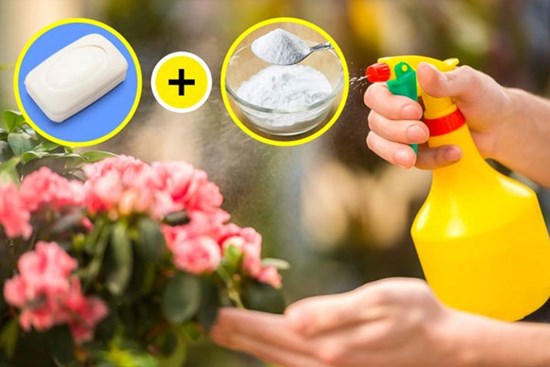 5 cách sử dụng baking soda giúp khu vườn của bạn luôn tươi tốt