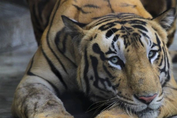 Bắn hạ hổ ăn thịt người ở Ấn Độ-1