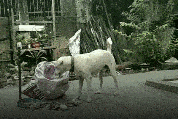 Chú chó lái xe đồ chơi chở bé trai-1