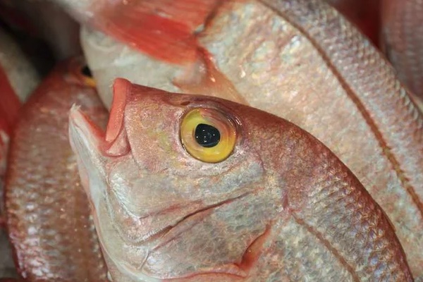 Những loại cá không nên ăn vì chứa nhiều thủy ngân, dễ nhiễm độc-3
