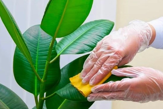 5 loại cây đẹp nhưng là khắc tinh của Thần Tài, khiến gia đạo lụi bại: Nhà giàu không bao giờ trồng