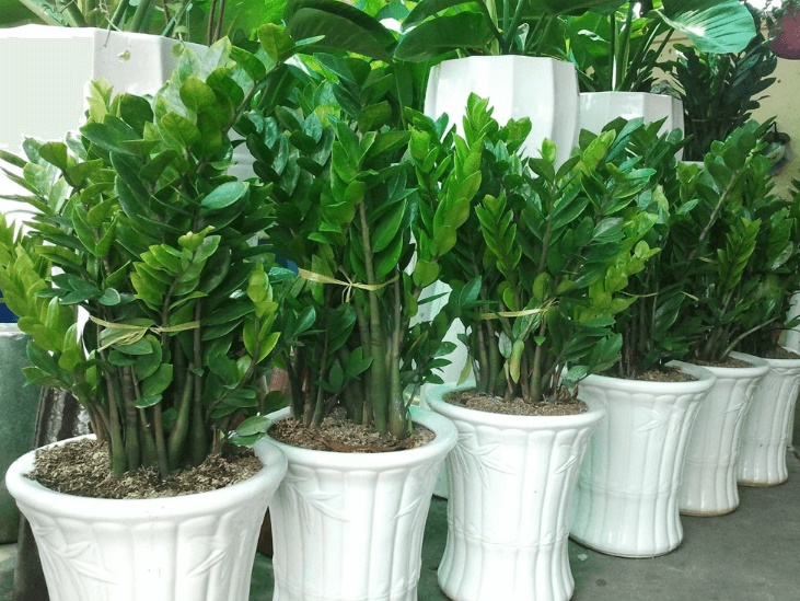 Cây kim tiền thích nhất 4 thứ: Ai làm đúng cây sẽ ra hoa, gọi tài lộc về nhà-1