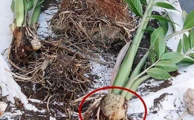 Cây kim tiền thích nhất 4 thứ: Ai làm đúng cây sẽ ra hoa, gọi tài lộc về nhà-2